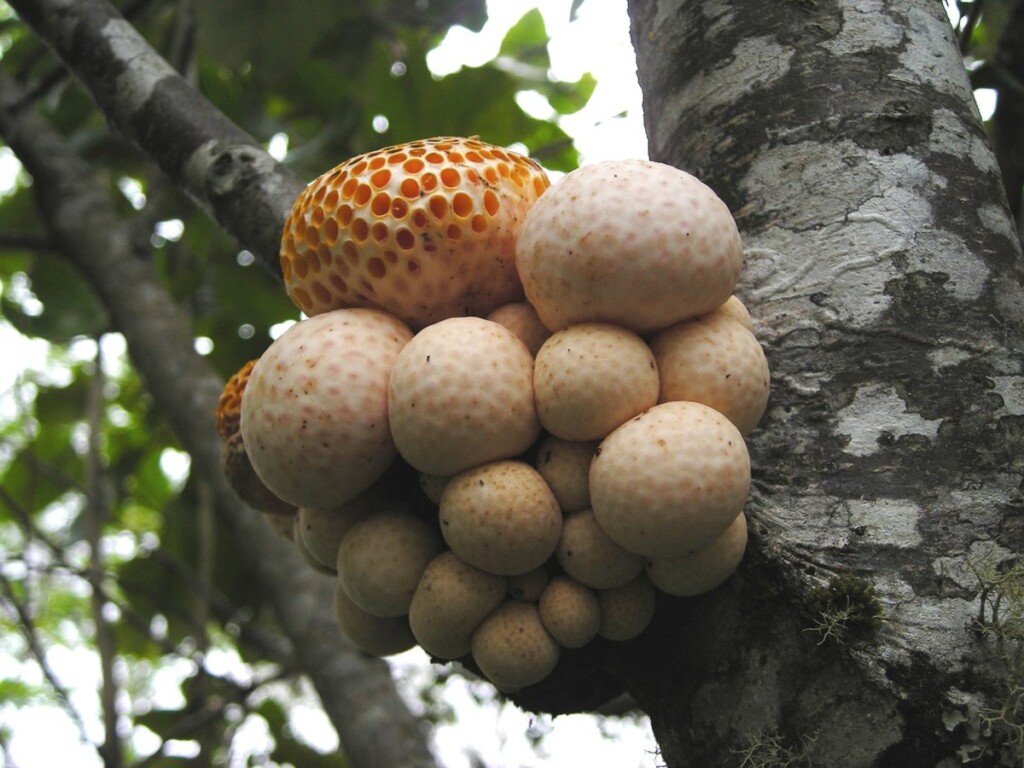 UCSC aplicará espectroscopía infrarroja para estudiar macrohongos endémicos