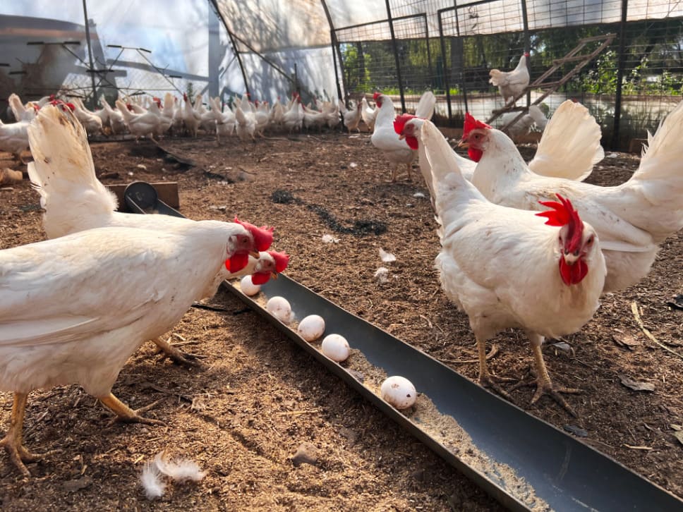 U.de Chile y Veterquímica investigan cómo mejorar la producción de huevos con minerales orgánicos