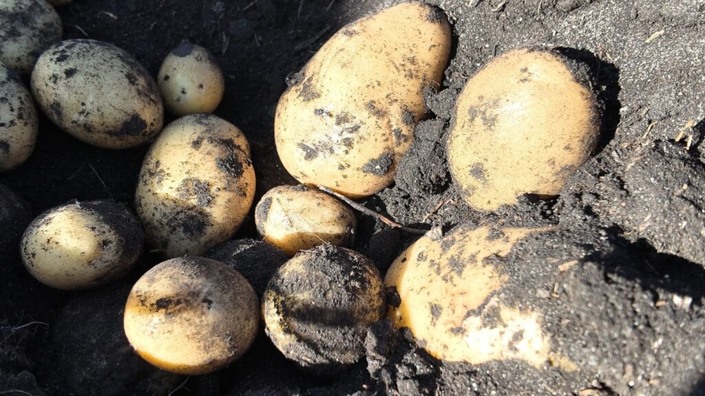 Expertos del INIA alertan por riesgo de hongos en cultivos debido a altas temperaturas y déficit hídrico