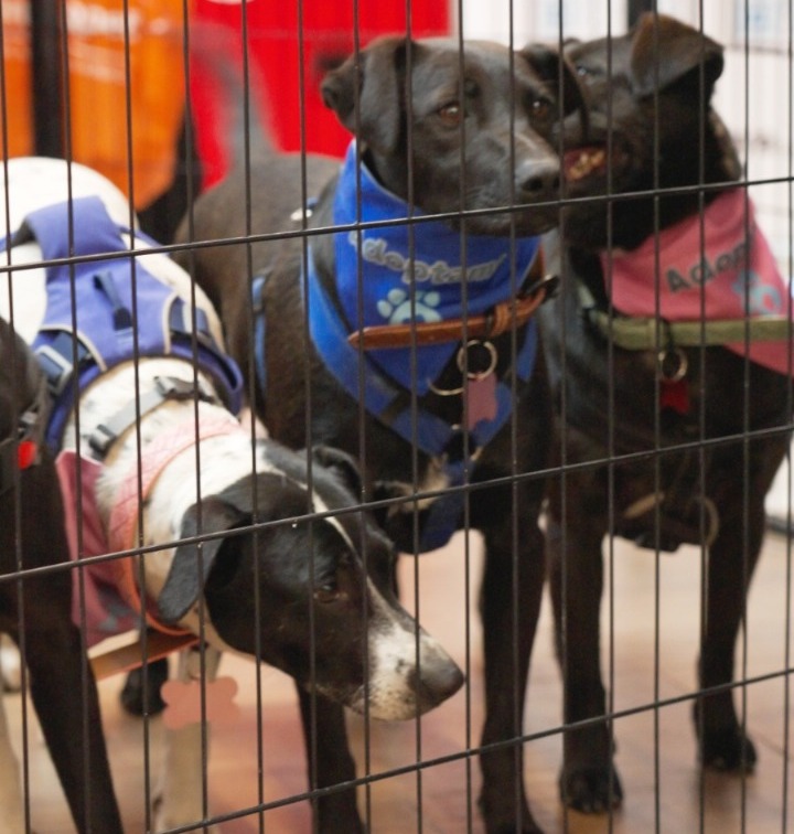 Casaideas promueve la adopción responsable con jornadas en Santiago y Curicó