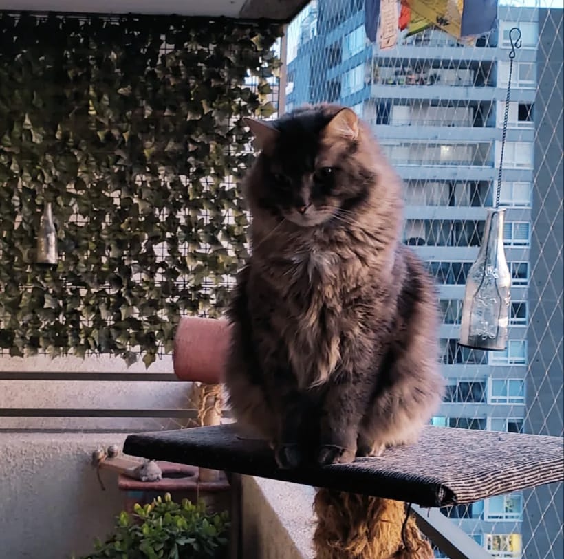 El duelo incomprendido de las mascotas