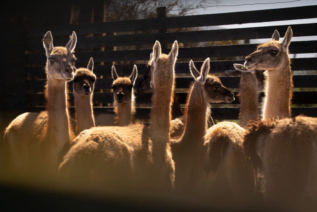 Rewilding: proyecto busca repoblar al guanaco en la cordillera