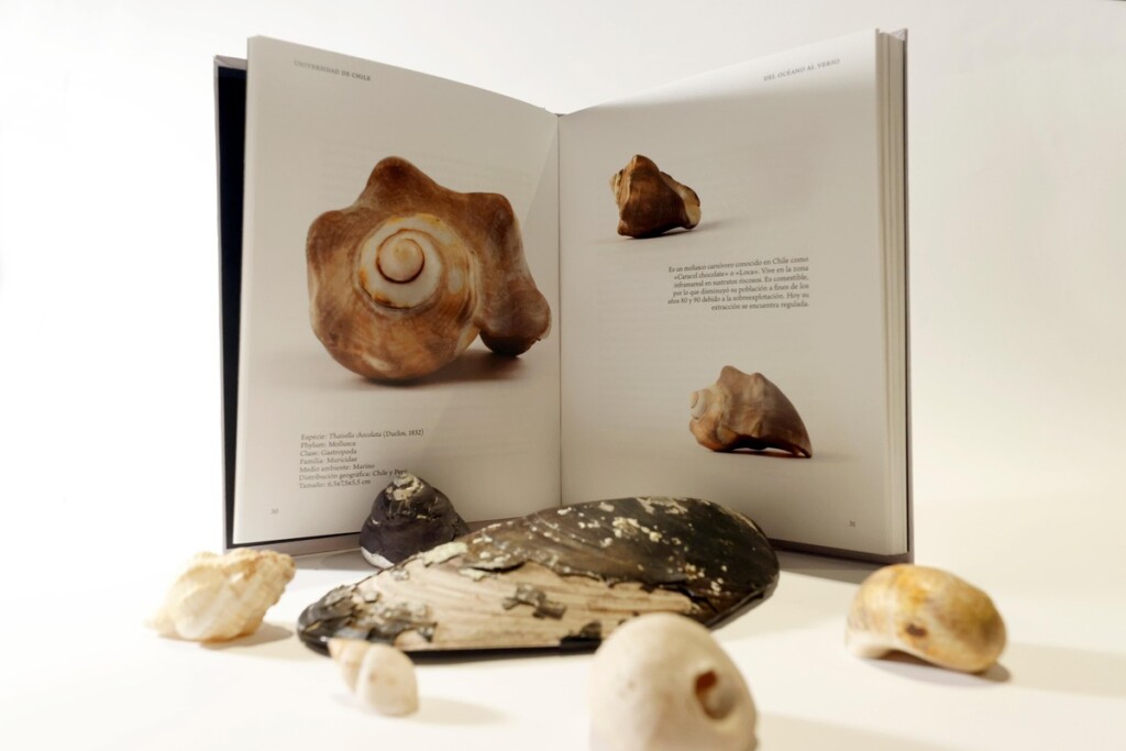 Universidad de Chile lanza libro bilingüe sobre las caracolas de Pablo Neruda