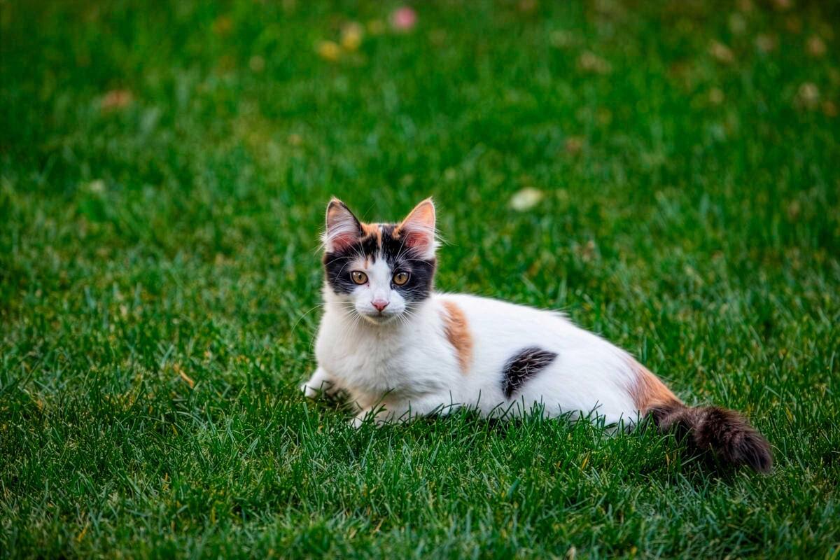 Especialista U. de Chile advierte sobre riesgos invisibles de parásitos en mascotas