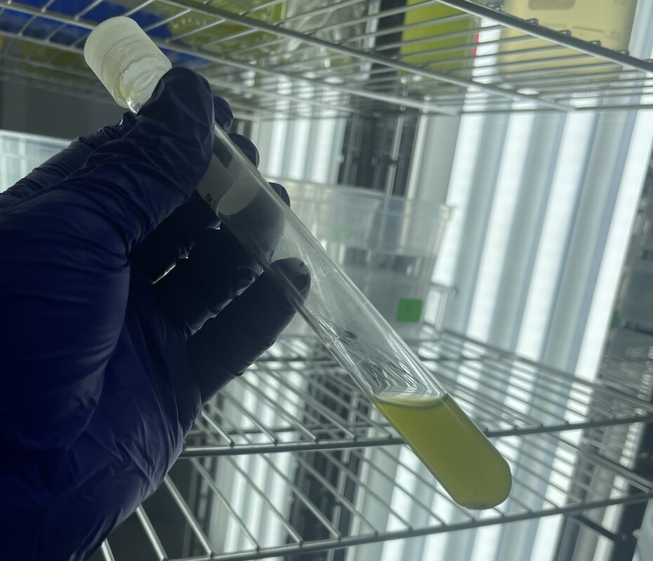 Investigación revela efectos tóxicos de nanopartículas de dióxido de titanio en microalgas