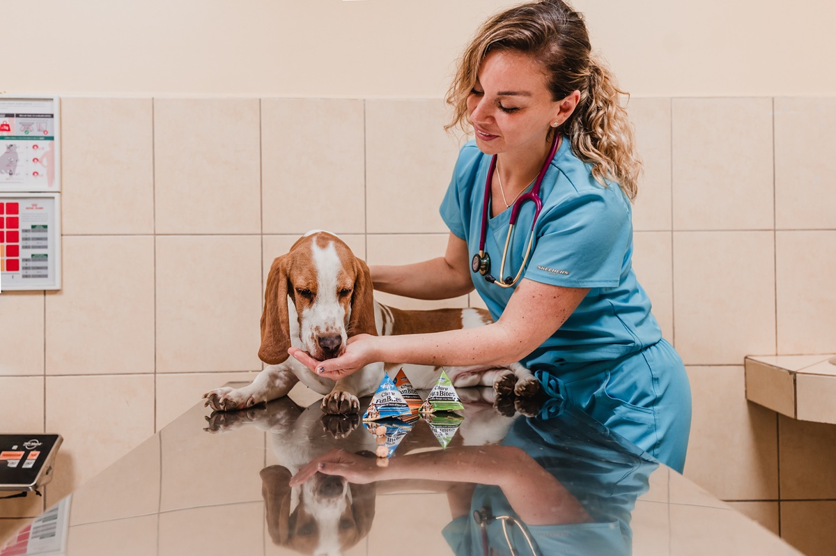 Pulgas y garrapatas en verano: consejos para proteger a tu mascota del calor y los parásitos