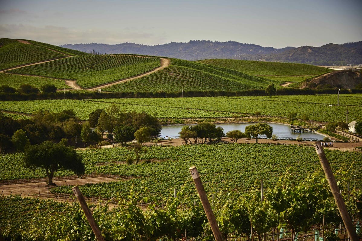 Casas del Bosque vuelve a destacarse entre los 50 Mejores Viñedos del Mundo por séptimo año consecutivo