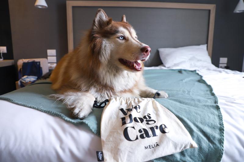 INNSiDE by Meliá Lima Miraflores lanza programa Pet Friendly