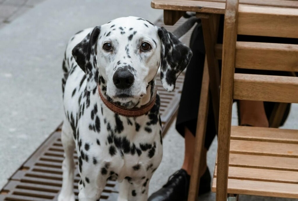 Espacios Pet Friendly en Chile: crece la tendencia y el llamado a una convivencia responsable