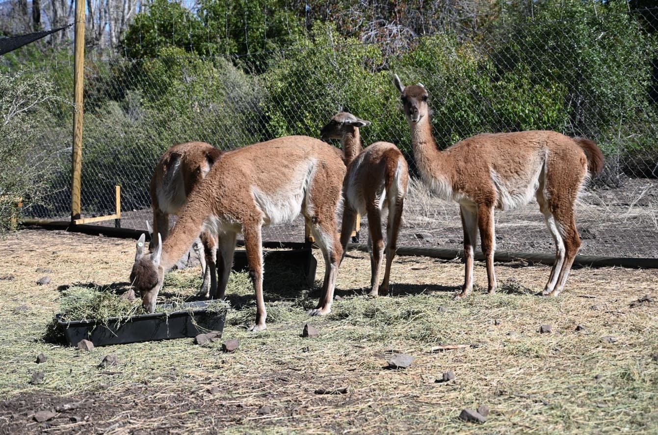 Cría de guanaco nace en el Santuario Cascada en proyecto que busca repoblar la especie en la RM 