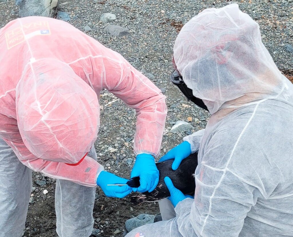 Chile confirma detección de influenza aviar en la Antártica por tercer año consecutivo y refuerza vigilancia científica