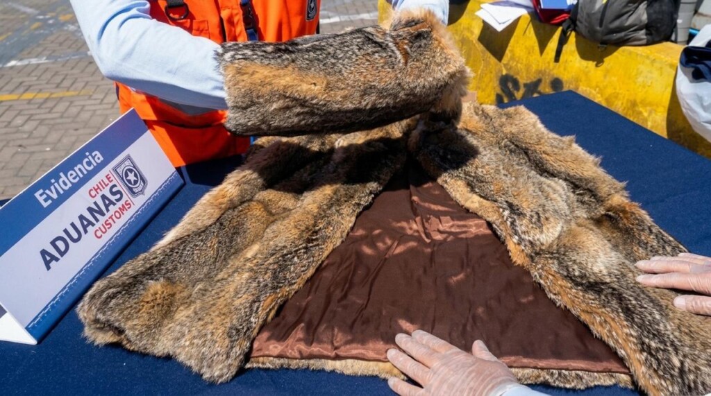 Contrabando de fauna protegida: incautan abrigo de piel de zorro y más de 20 especies en San Antonio