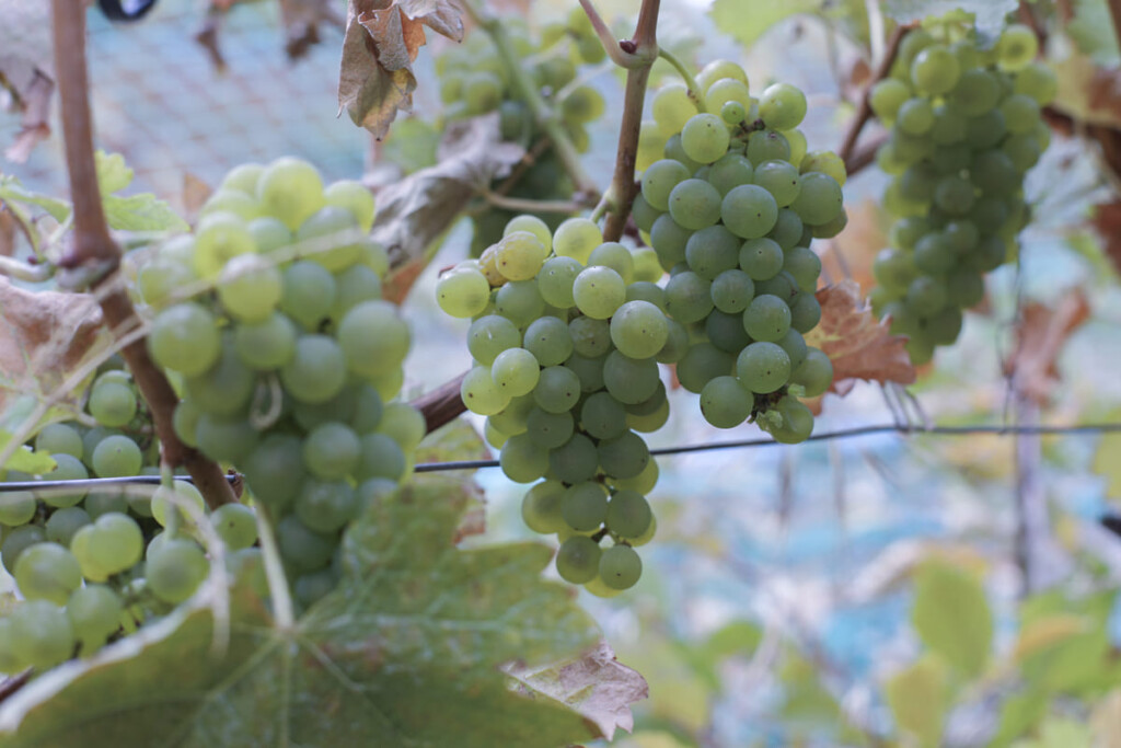 Vinos de la Patagonia: Chile Chico impulsa Denominación de Origen