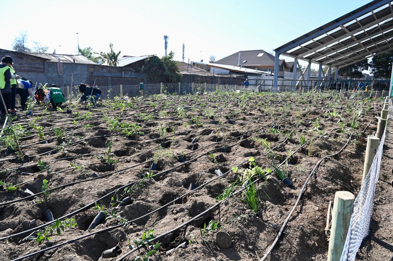 Impulsan nuevo Bosque de Bolsillo en La Cisterna