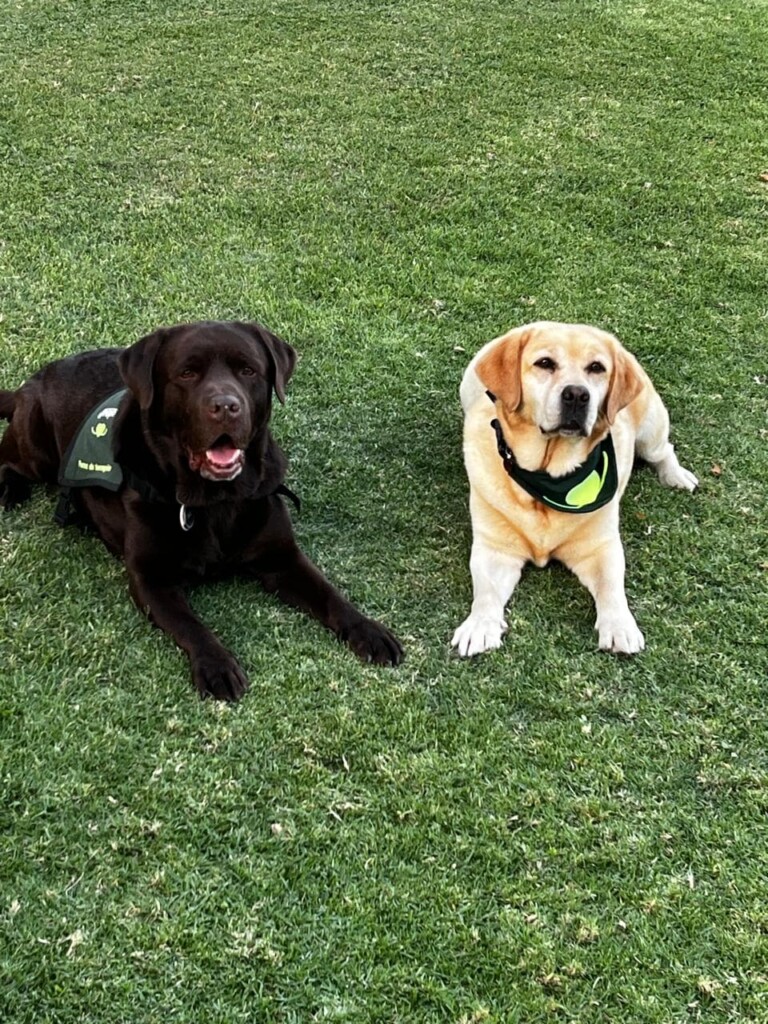 Perros de ayuda: Distintos roles, un mismo propósito