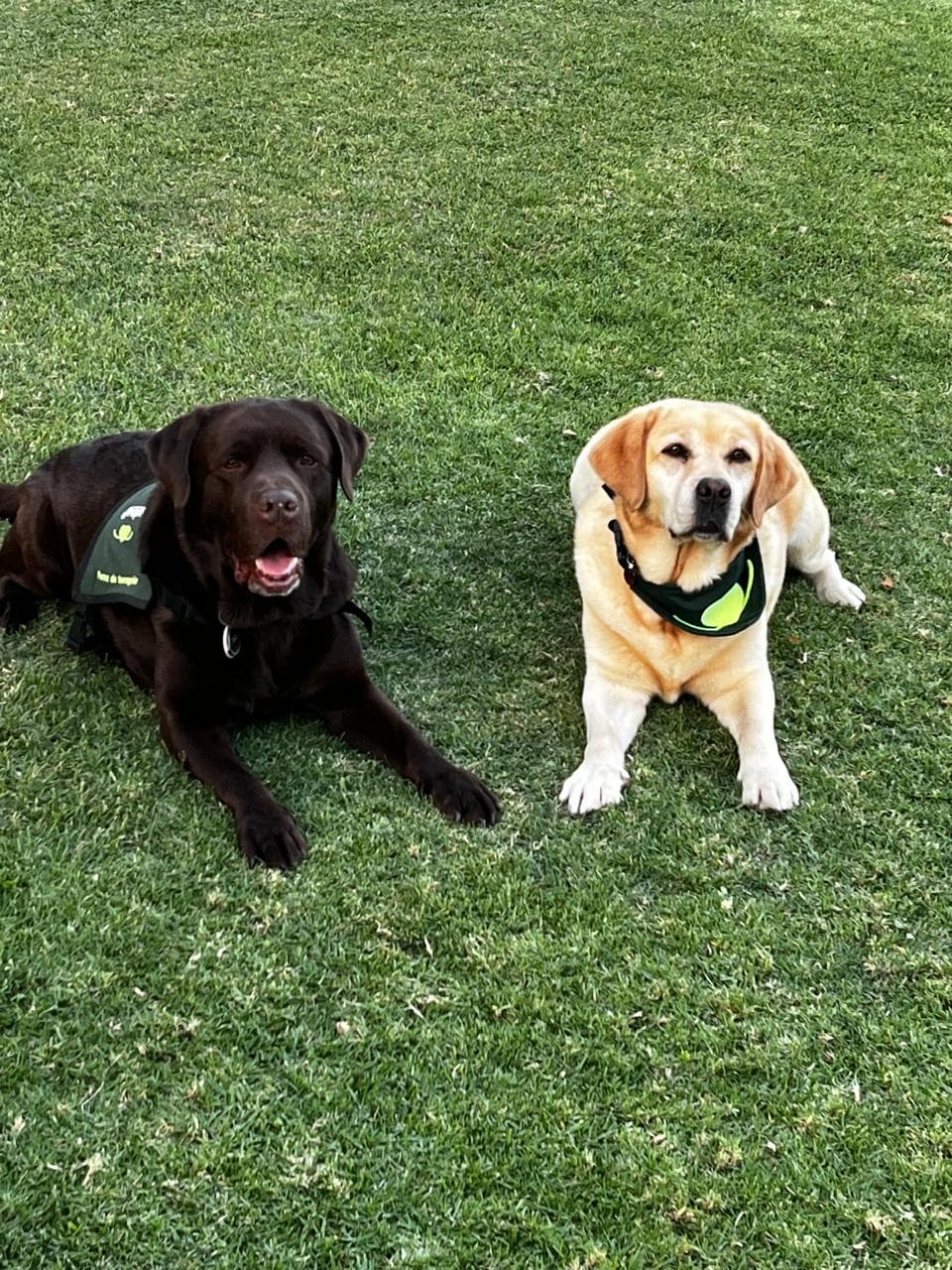 Perros de ayuda: Distintos roles, un mismo propósito