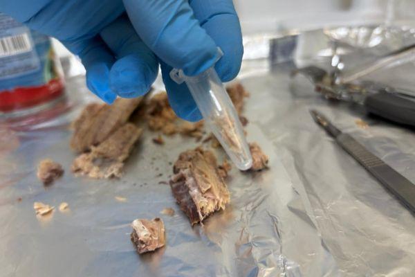 Jurel en conservas: Universidad de Chile detecta productos rotulados que en realidad son caballa