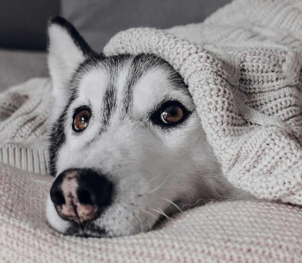 ¿Cómo proteger a perros y gatos del frío? Claves para cuidar a tus mascotas en otoño e invierno