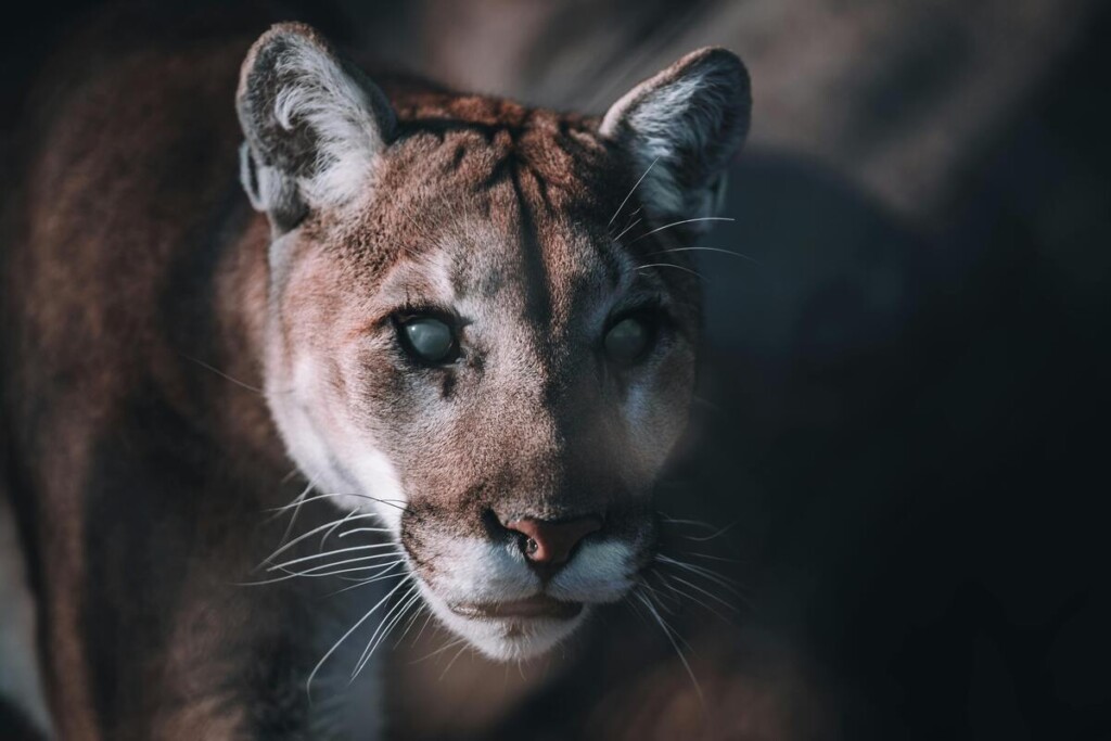 Avistamientos de pumas en zonas urbanas: expertos explican cómo actuar