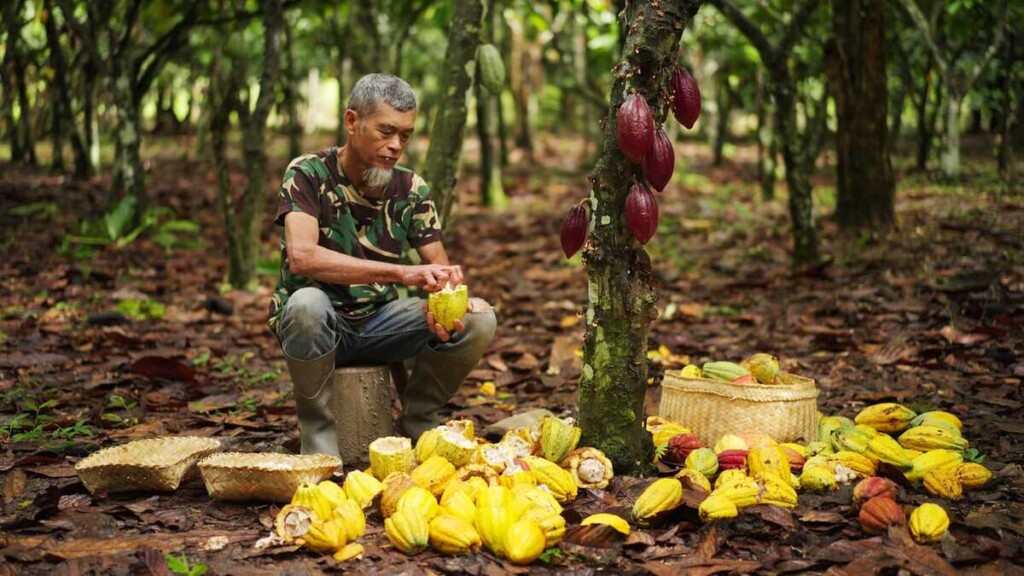 Comercio justo y cacao: la transformación que impulsa una industria alimentaria más sostenible