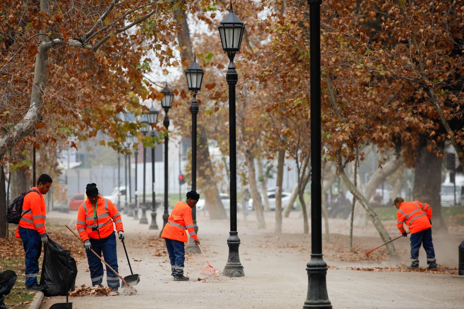 Parque Forestal: Monitorean más de mil árboles afectados por podas realizadas hace más de 10 años