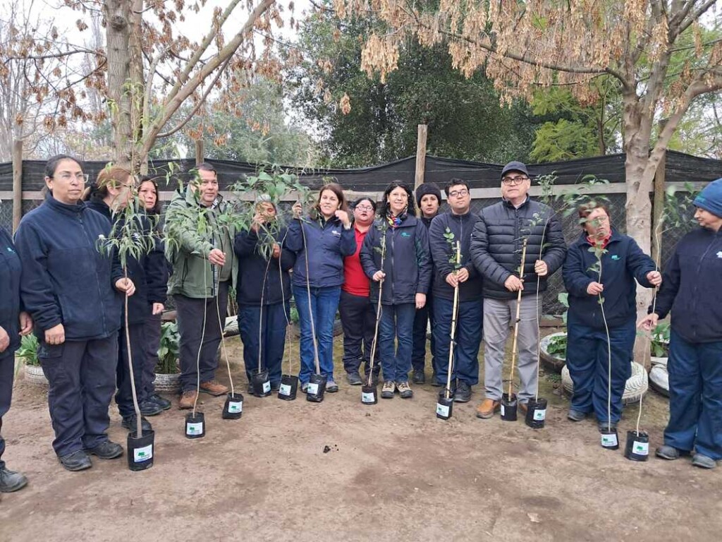 CONAF entrega 2.800 árboles a siete comunas de O’Higgins