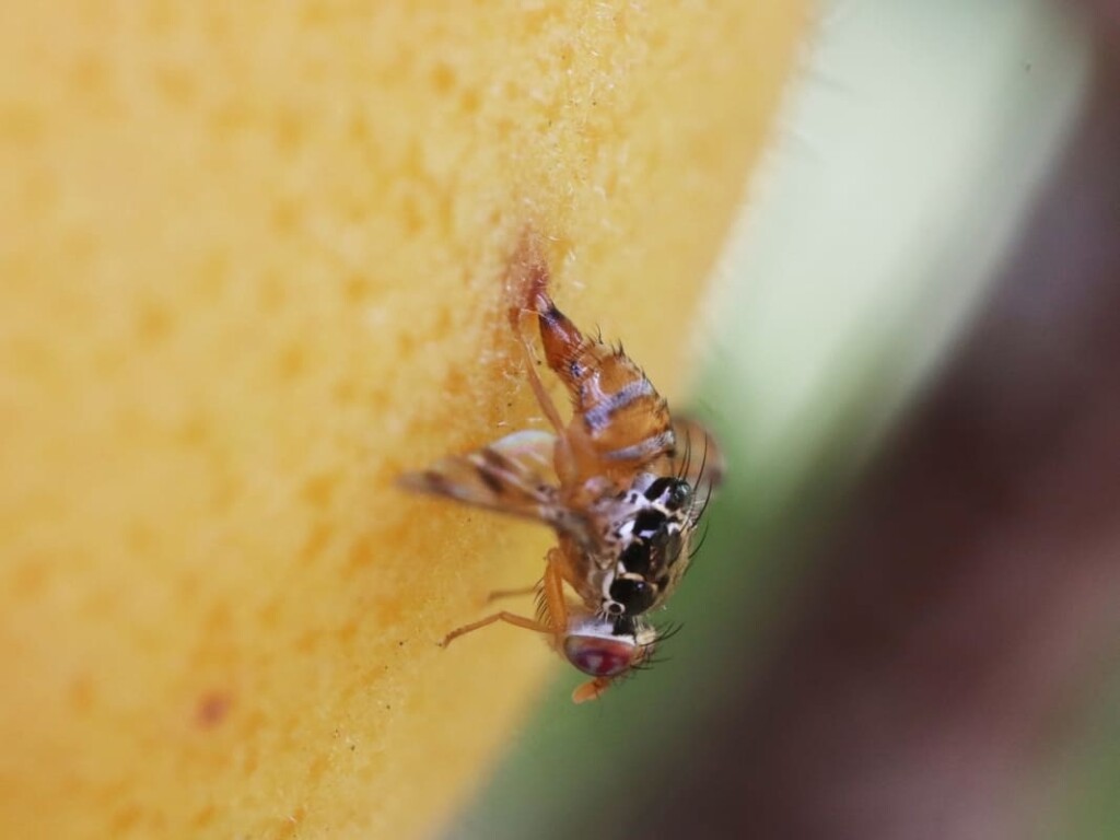 Agricultura renueva seguro gratuito contra la mosca de la fruta