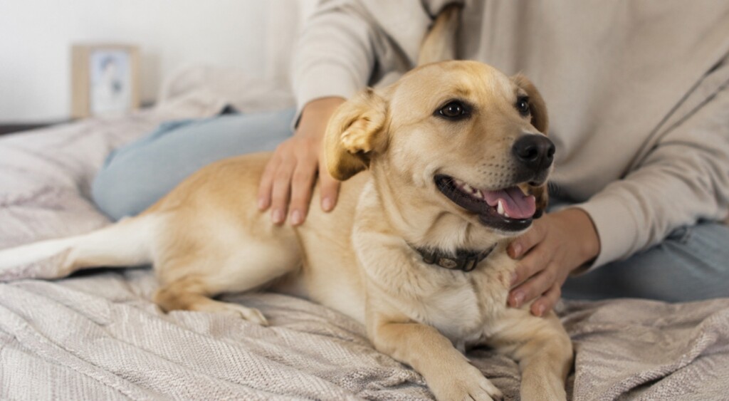 En el día mundial de la Zoonosis: cómo prevenir enfermedades al convivir con mascotas