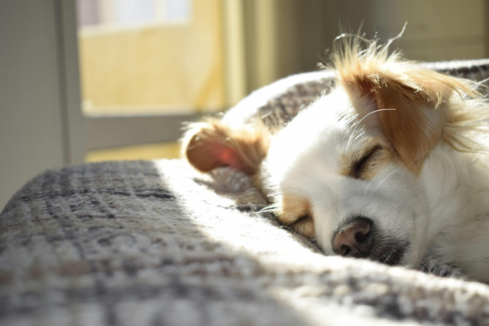 El llamado a adoptar en el Día Internacional del Perro Callejero