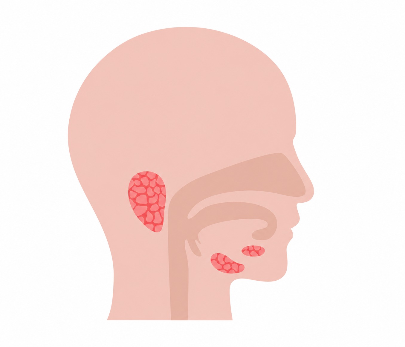 Las señales de alerta para reconocer a tiempo un cáncer de cabeza y cuello