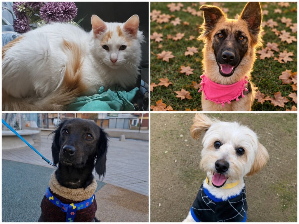 Jornadas de adopción buscan hogar para perros y gatos