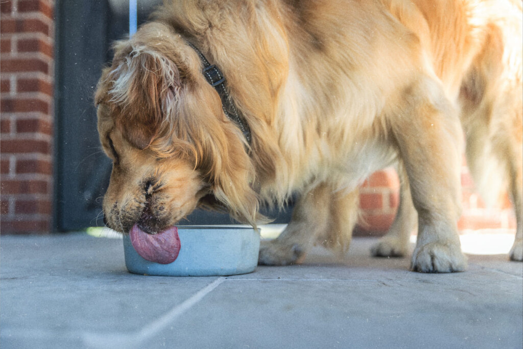 1 de cada 3 perros tiene sobrepeso en Chile
