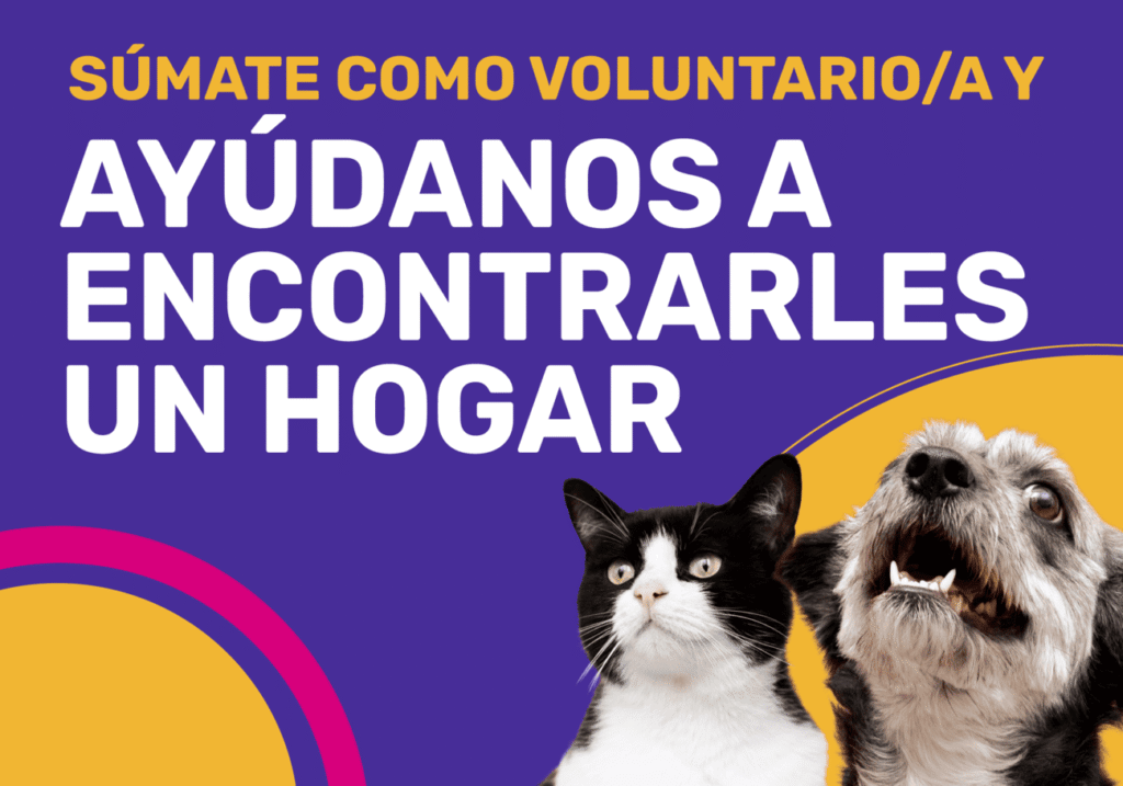 Maipú busca voluntarios para su red de hogares temporales